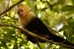 carara-monos /  carara monkeys