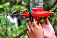 Colibries /hummingbird