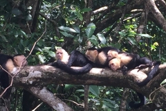 MONOS / MONKEYS