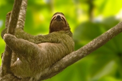 Oso Perezoso / Lazy Bear